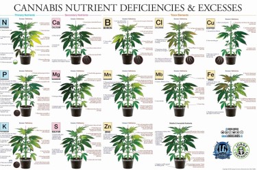 cannabis nutrient deficiencies